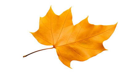  Yellow maple leaf isolated on a white background, representing the autumn season
