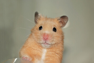 Golden hamster peeking with cute face