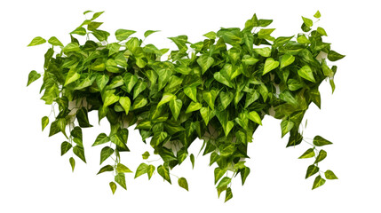 A realistic photo of lush green pothos plant hanging on the wall