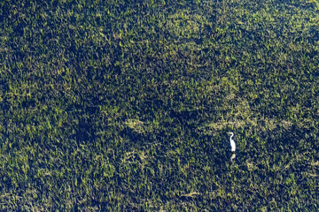 A solitary great Egret standing in the okavango delta.