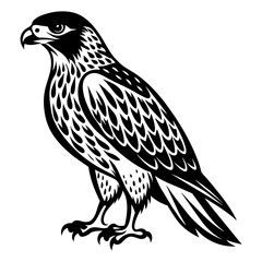Fototapeta premium North American red tailed hawk silhouette vector style , 
