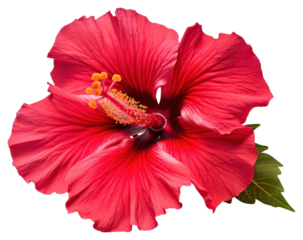 PNG Flower hibiscus plant red