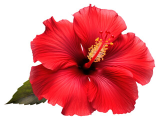 PNG Flower hibiscus plant red - obrazy, fototapety, plakaty