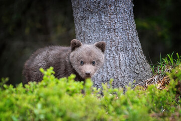 Young brown bear cub in the forest. Animal in the nature habitat - 785908674