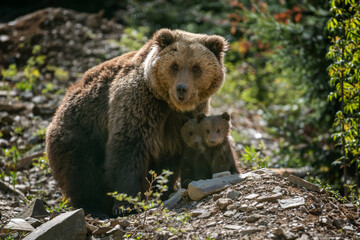 She-bear and two bear cubs in the summer forest on hill - 785908695