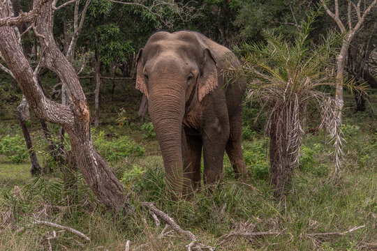 Asian elephant. Elephas maximus A tusked male Asian elephant in Bandipur National Park, Karnataka, India in the west, Nepal in the north, Sumatra in the south, and to Borneo in the east