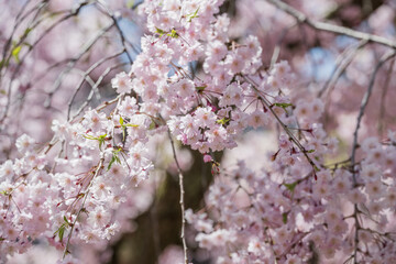 小春日和 満開の枝垂れ桜 - 785909899