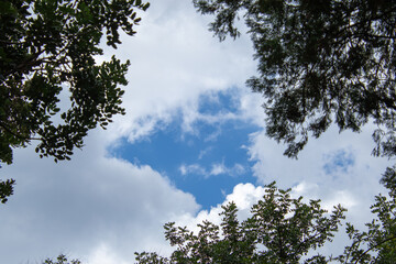 Patches of blue sky and white clouds visible through a gap in the forest canopy image for...