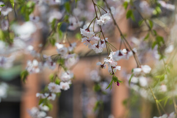 小春日和 満開の枝垂れ桜 - 785910026