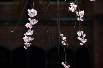 小春日和 満開の枝垂れ桜 - 785910295