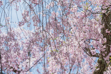 小春日和 満開の枝垂れ桜 - 785910298