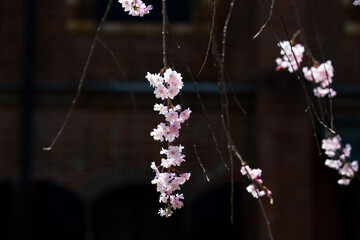 小春日和 満開の枝垂れ桜 - 785910403