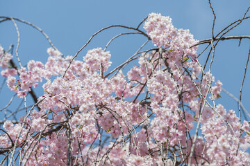 小春日和 満開の枝垂れ桜 - 785910436