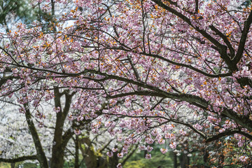 小春日和 満開の枝垂れ桜 - 785910621