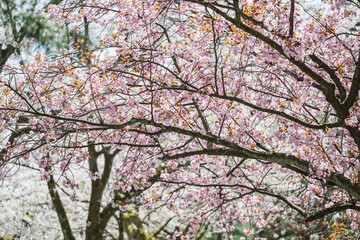 小春日和 満開の枝垂れ桜 - 785910623