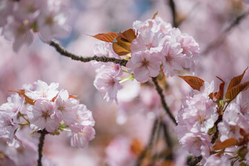小春日和 満開の枝垂れ桜 - 785910685