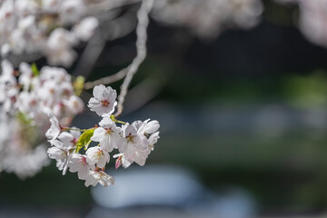 小春日和 満開の枝垂れ桜 - 785910810