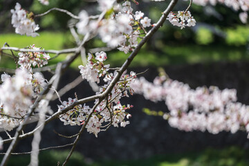小春日和 満開の枝垂れ桜 - 785910858