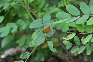 A view of a small yellowish colored Confucian dart butterfly resting on top of a leaf