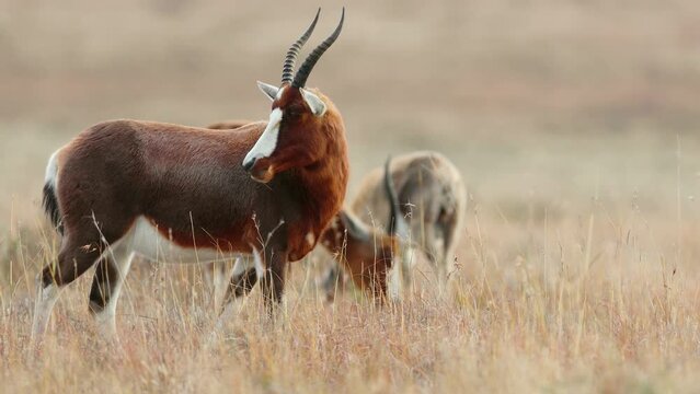 A blesbok antelope (Damaliscus pygargus) standing in grassland, Mountain Zebra National Park, South Africa