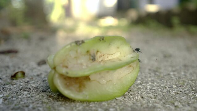 Spoiled fallen starfruit averrhoa carambola on the ground with flies flying and sitting around, closeup
