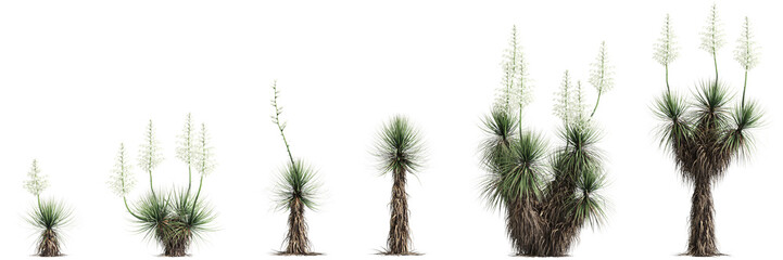 3d illustration of set Yucca thompsoniana tree isolated on transparent background - obrazy, fototapety, plakaty