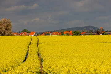 Frühjahr blühende Landschaften blühende Baumallee Teufelsmühle Warnstedt - 785912863