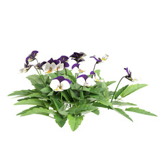 3d illustration of Viola cornuta bush isolated on transparent background