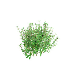 3d illustration of Teucrium chamaedrys bush isolated on transparent background