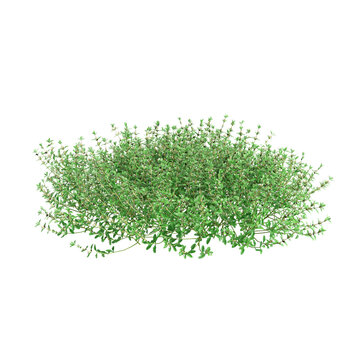 3d illustration of Teucrium chamaedrys bush isolated on transparent background