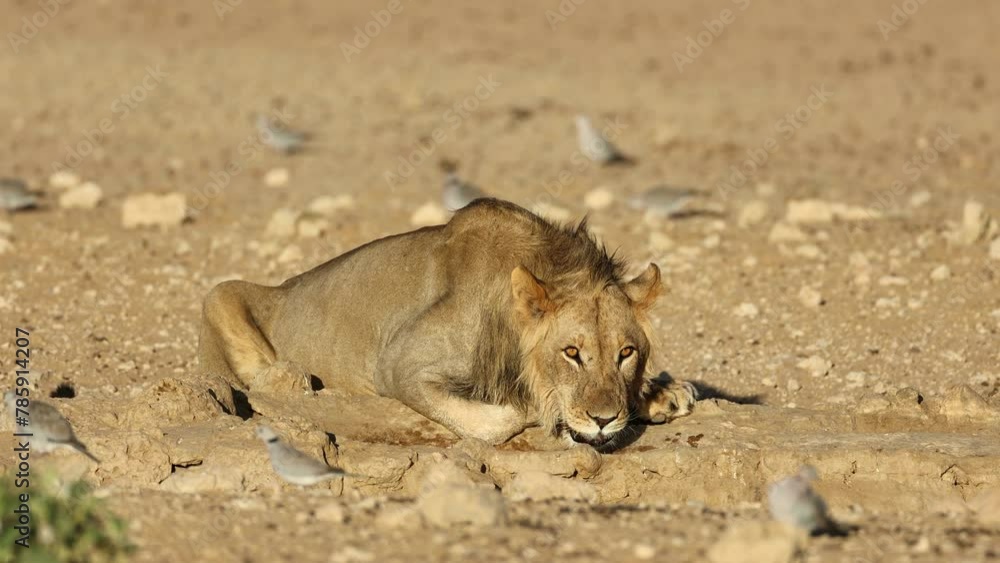Wall mural a young male african lion (panthera leo) drinking water, kalahari desert, south africa
