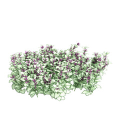 3d illustration of Lamium maculatum bush isolated on transparent background