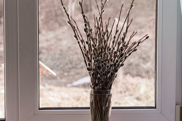 Pussy willow branches in a vase on the windowsill