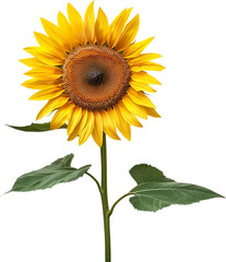 Sunflower flower floral stalk plant with leaf leaves isolated cutout on transparent background.