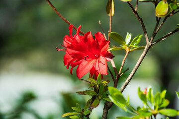 赤いツツジの花