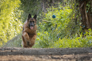 dog training in forest, german shepherd running, looking at camera, fetching a ball 