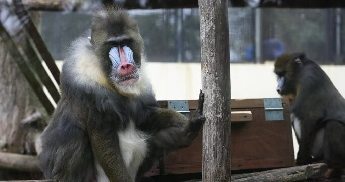 Mandrill monkey yawns and looks around in the enclosure at zoo