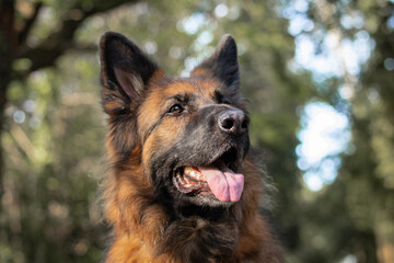 closeup portrait of beautiful dog german shepherd looking up - obrazy, fototapety, plakaty