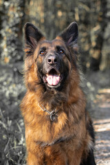 closeup portrait of beautiful dog german shepherd looking up