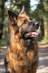 closeup portrait of dog german shepherd looking up