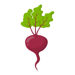 Fresh food vegetable beet cartoon vector isolated illustration - 785924455