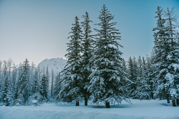 Snow pine forest in natural winter weather in Alaska, America