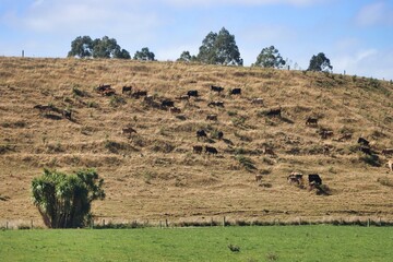 Obraz premium Christchurch, New Zealand