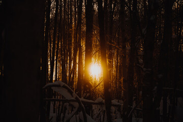 Snow pine forest in natural winter weather in Alaska, America