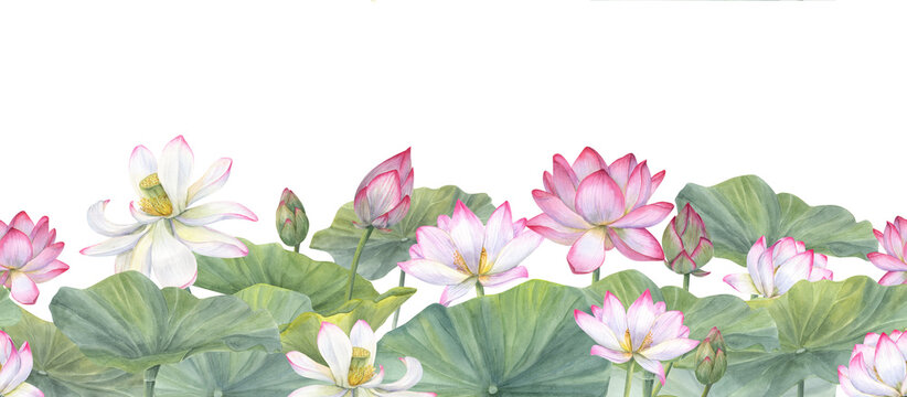 Lotus flower banner. White pink Water Lily, Indian Lotus. Vietnamese national flowers. Floral seamless pattern. Watercolor illustration for cosmetic design, ayurveda products, spa poster