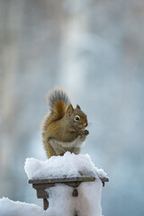 Squirrels sit and eat in the snow in very cold weather in Alaska.