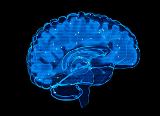 Human Brain X-Ray: Anatomy, Medicine and Science concept - 785931047