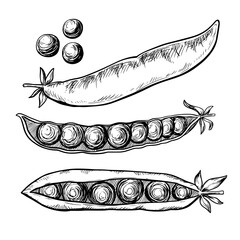 Peas vintage vector food sketch drawing 