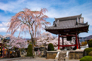 河口湖の春　富士御室浅間神社の桜　