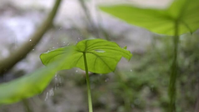 Heavy raindrops falling on torn arrow leaf, Xanthosoma sagittifolium plant, slow zoom